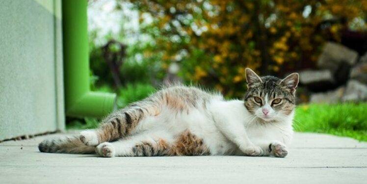 4 Quick Tips to Leave Your Pet While Taking off on a Vacay